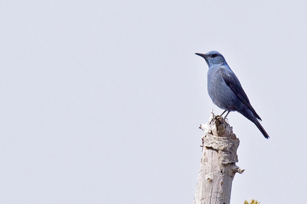 Blue Rock Thrush