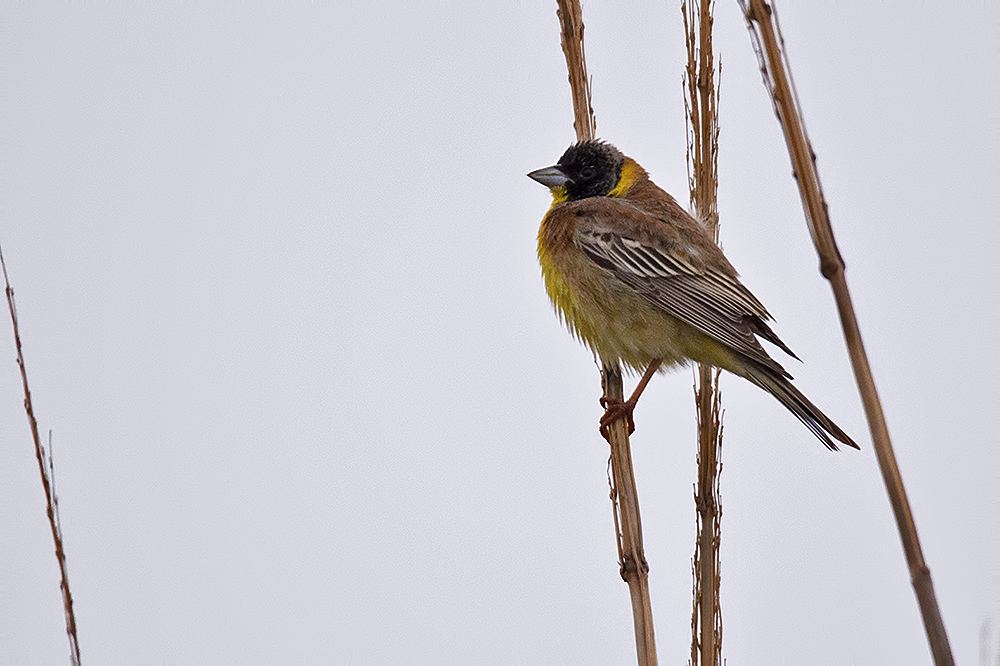 Black-headed Bunting