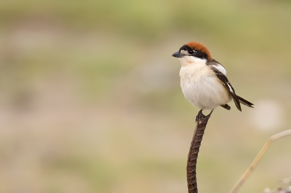 Woodchat Shrike
