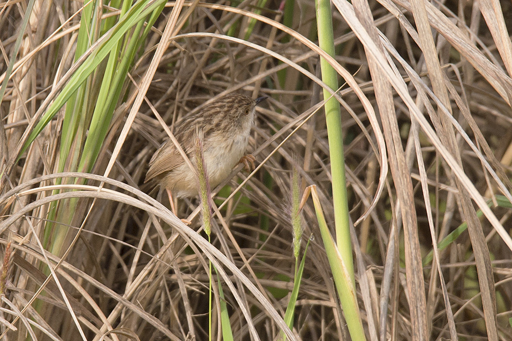 Delicate Prinia