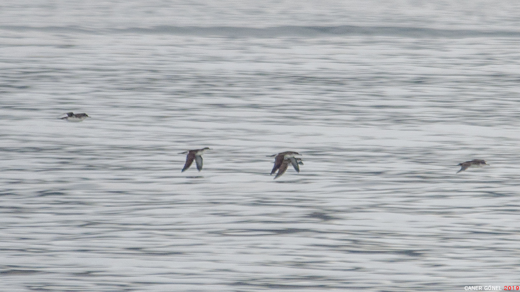 Yelkouan Shearwater