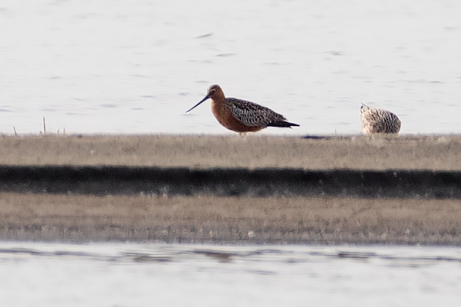 Bar-tailed Godwit