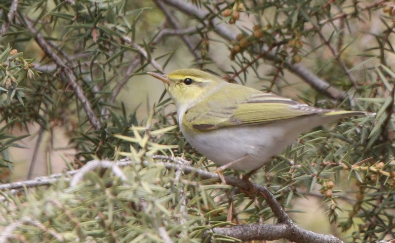 Wood Warbler