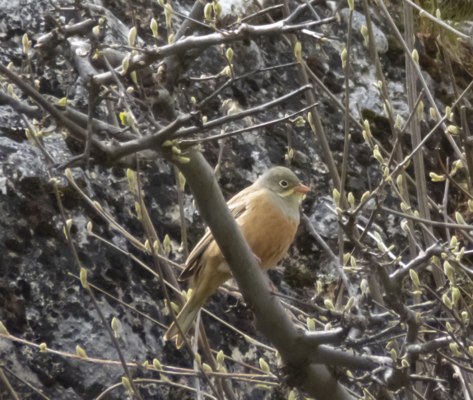 Ortolan Bunting