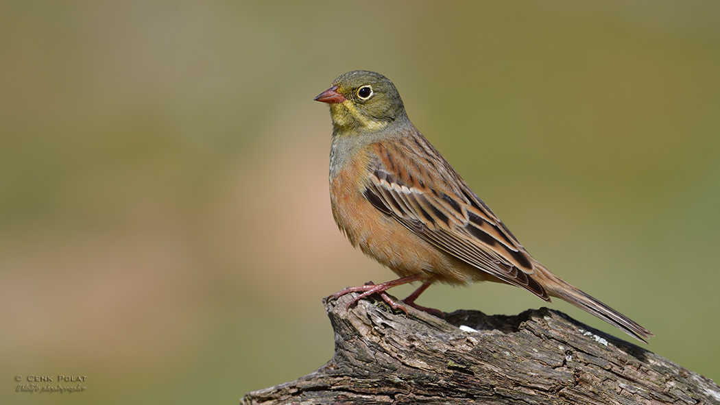 Ortolan Bunting