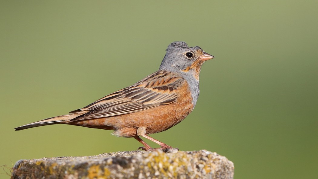 Cretzschmar`s Bunting