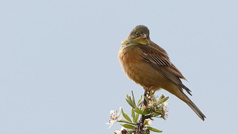 Ortolan Bunting