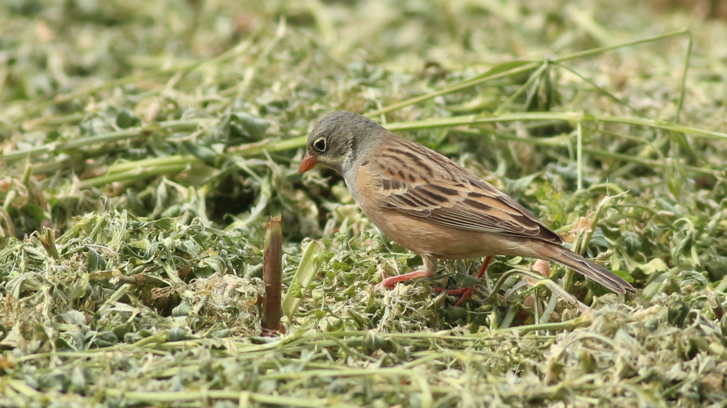 Ortolan Bunting