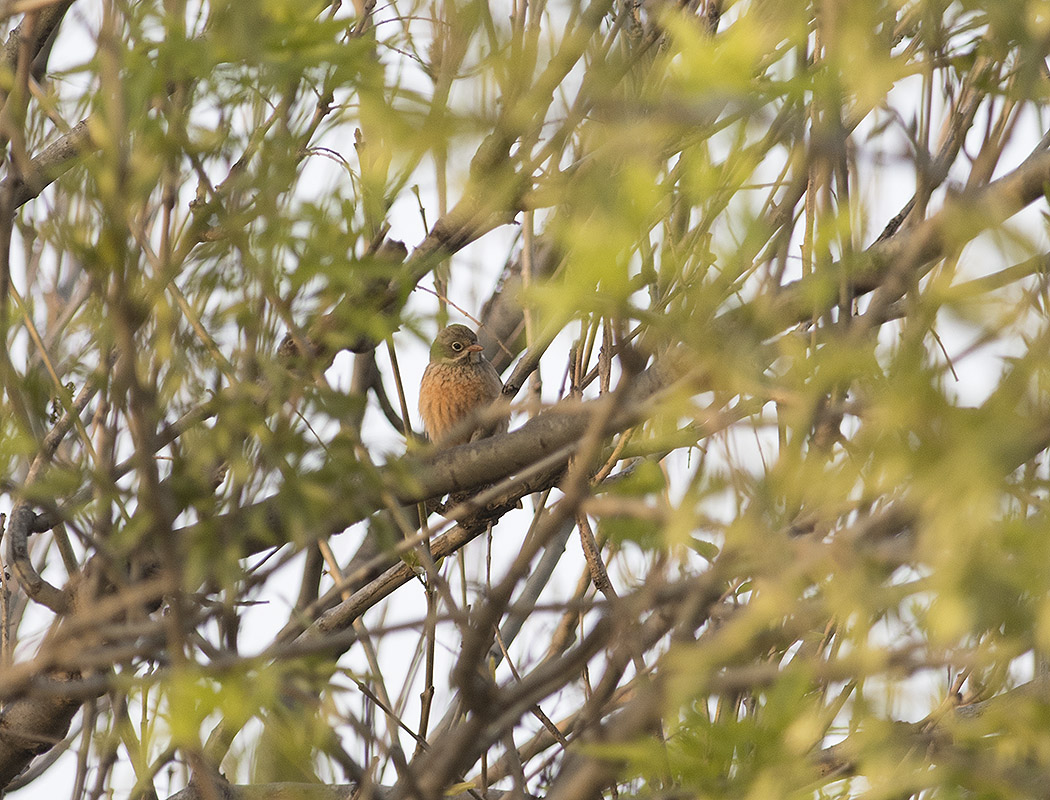 Ortolan Bunting