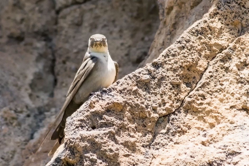 Eurasian Crag Martin
