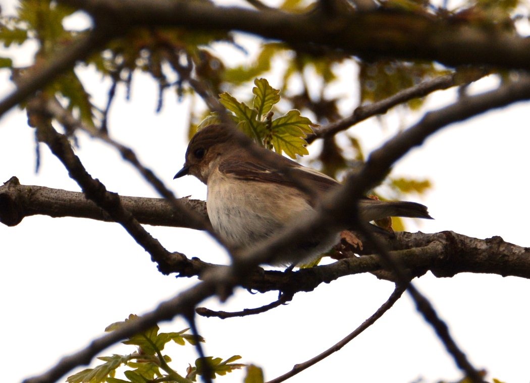 European Pied Flycatcher
