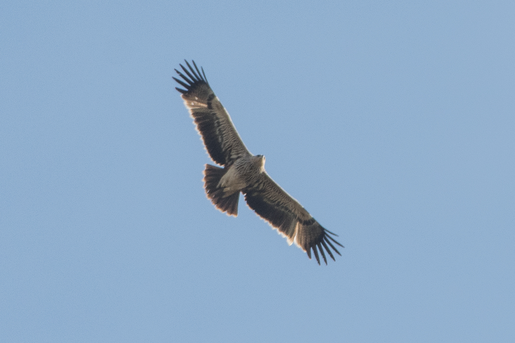 Eastern Imperial Eagle