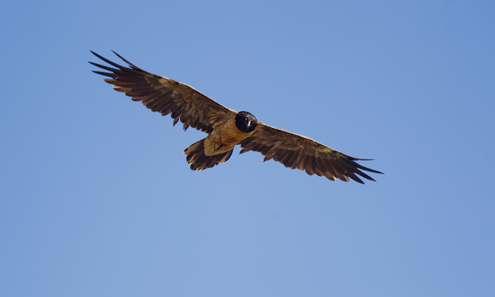 Bearded Vulture