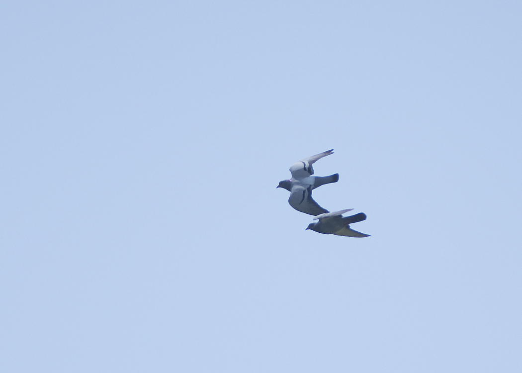 Rock Dove