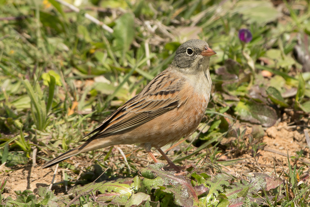Ortolan Bunting