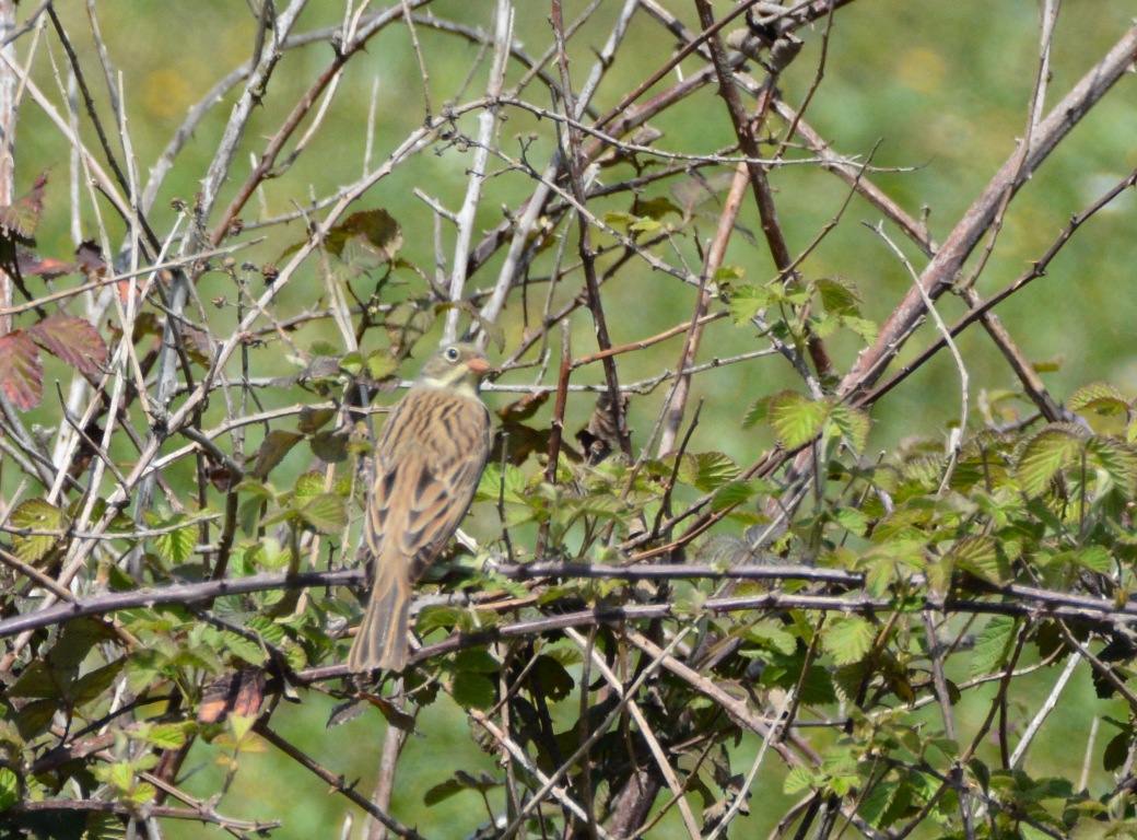 Ortolan Bunting