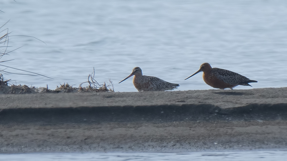 Bar-tailed Godwit