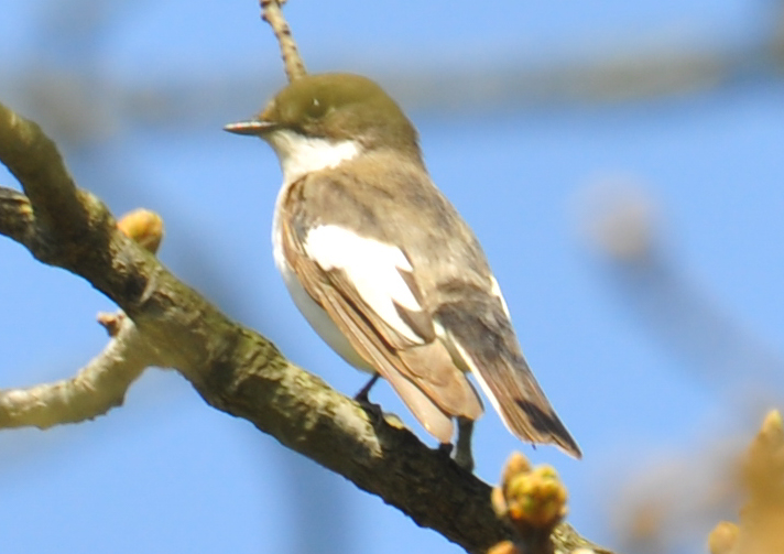 European Pied Flycatcher