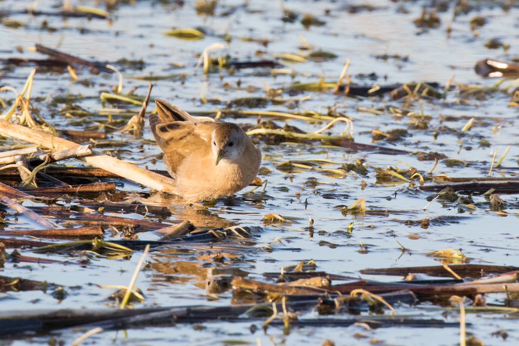 Little Crake