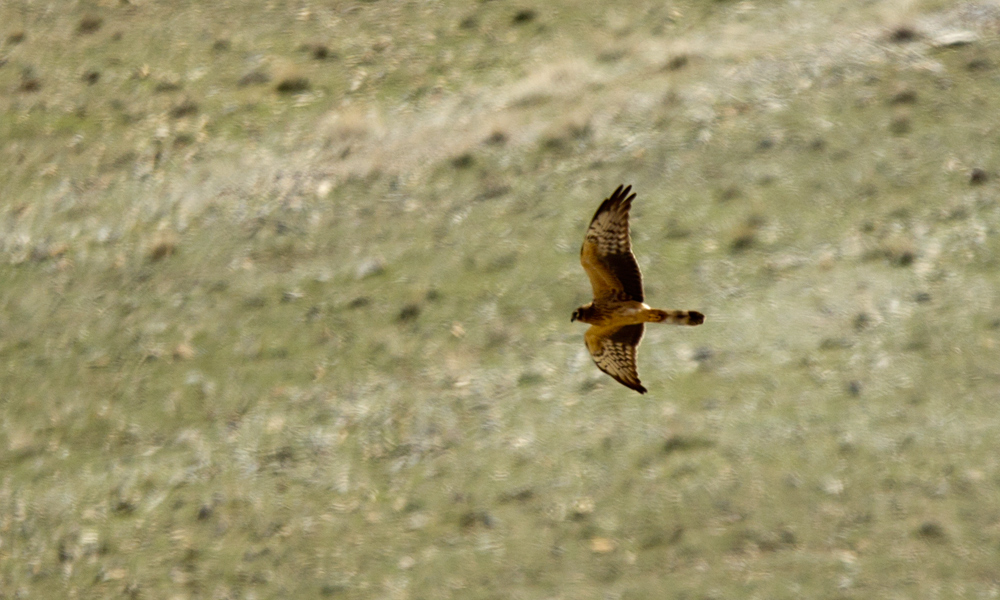 Pallid Harrier