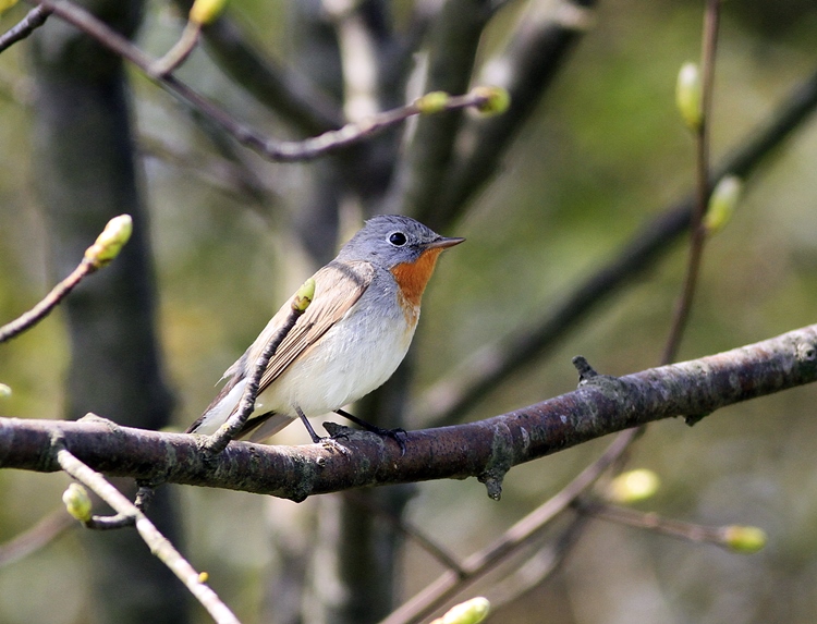 Red-breasted Flycatcher