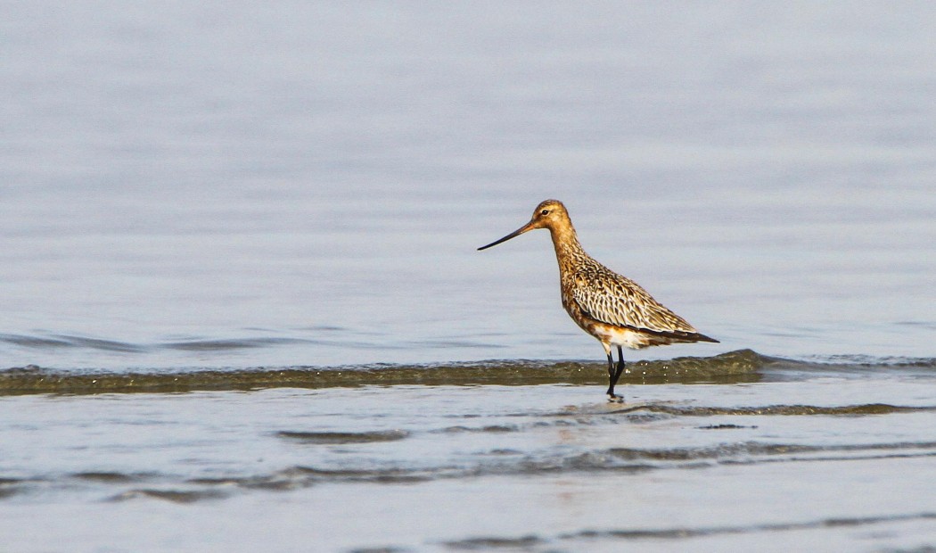 Bar-tailed Godwit