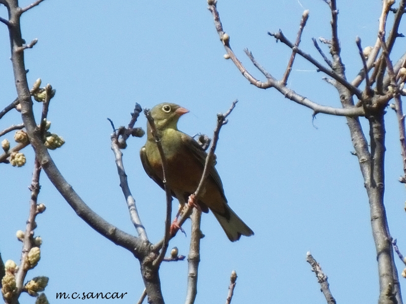 Ortolan Bunting