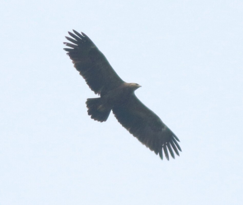 Greater Spotted Eagle