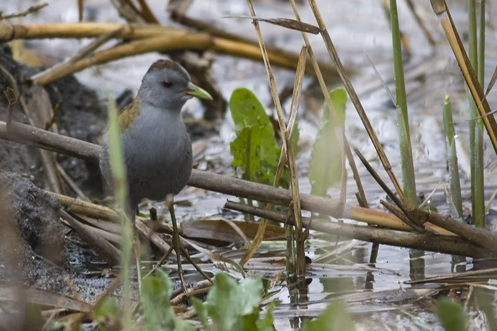 Little Crake