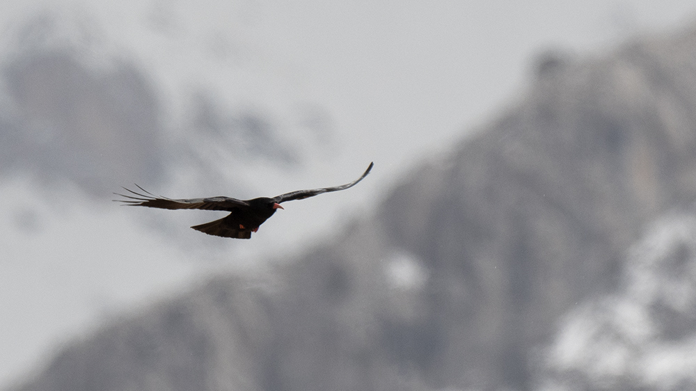 Red-billed Chough