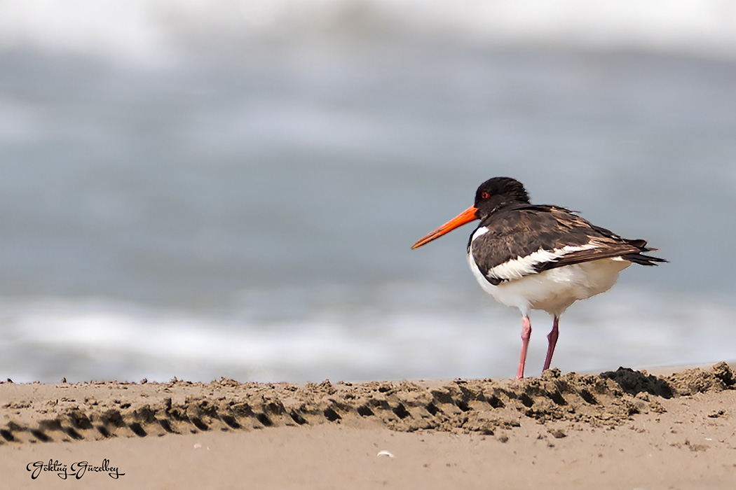 Eurasian Oystercatcher