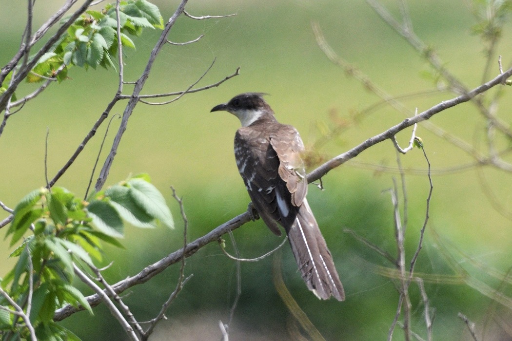 Great Spotted Cuckoo