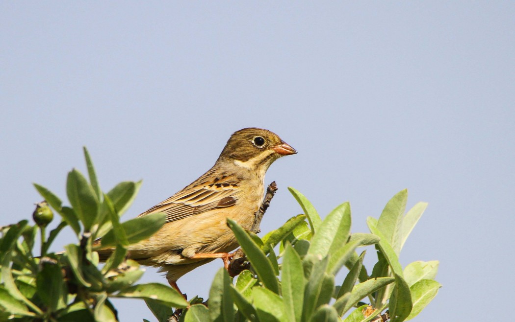Ortolan Bunting