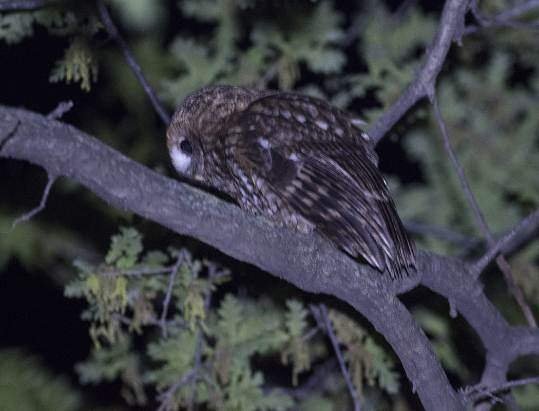 Tawny Owl