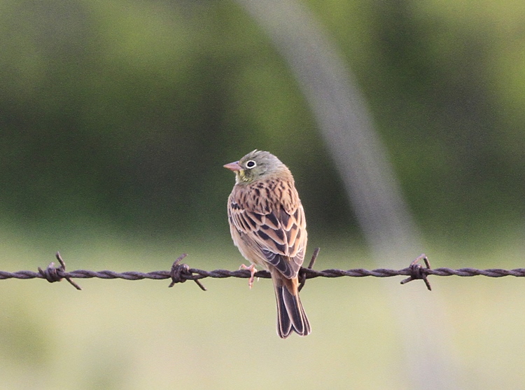 Ortolan Bunting