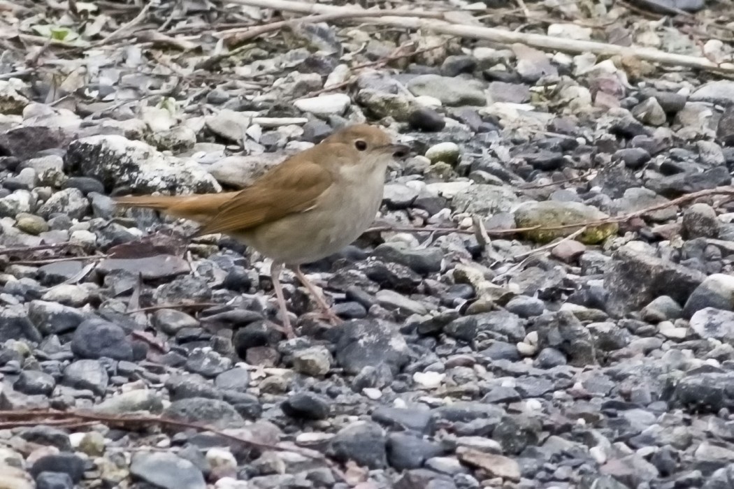 Thrush Nightingale