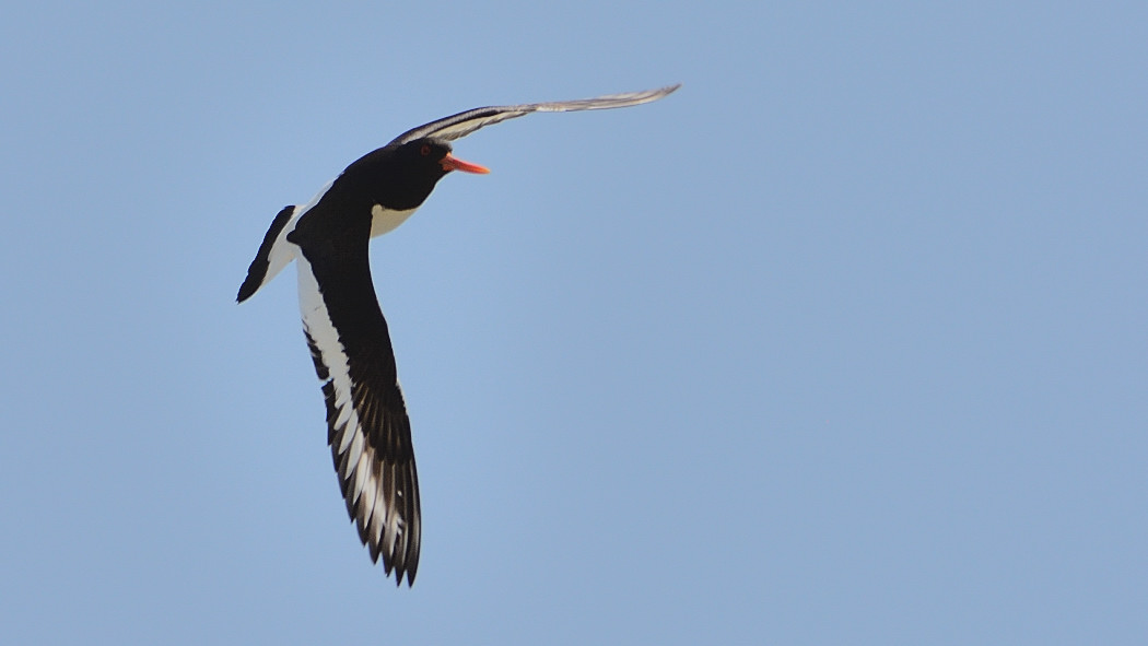 Eurasian Oystercatcher