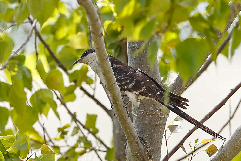 Great Spotted Cuckoo