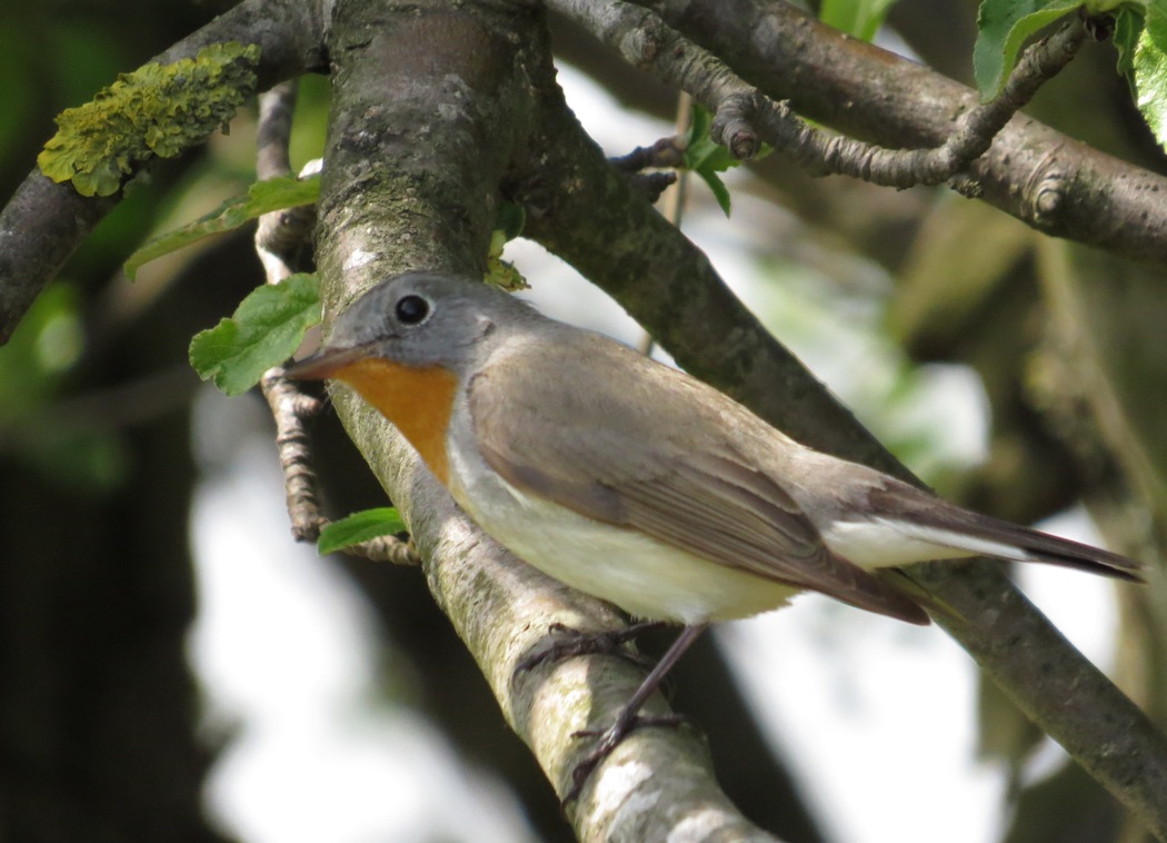 Red-breasted Flycatcher
