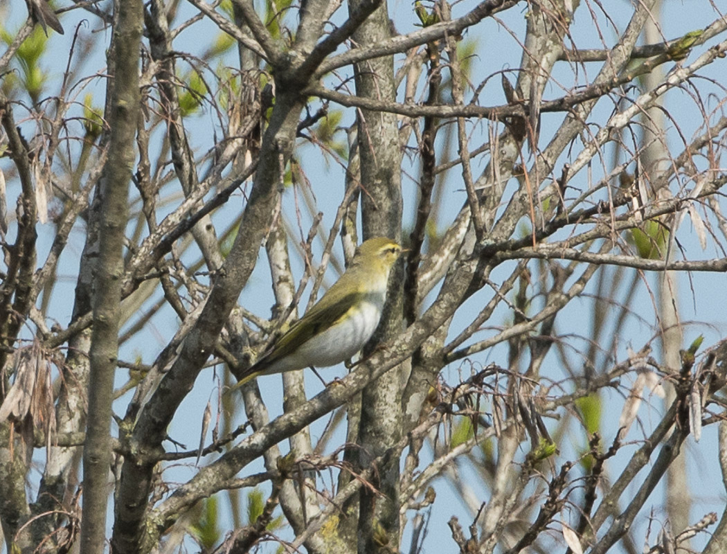 Wood Warbler