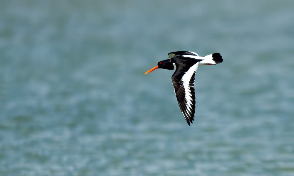 Eurasian Oystercatcher