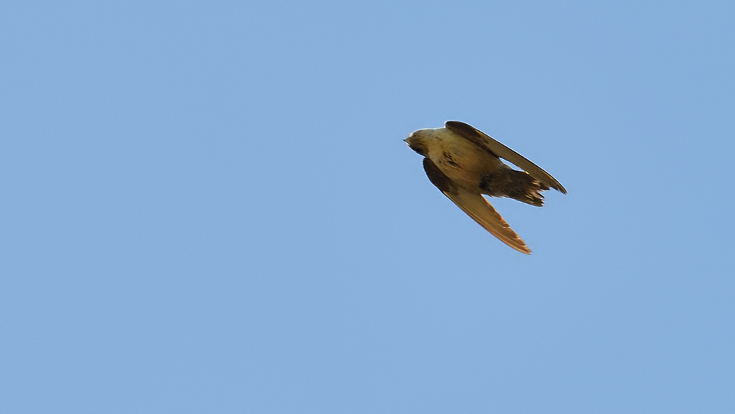 Eurasian Crag Martin