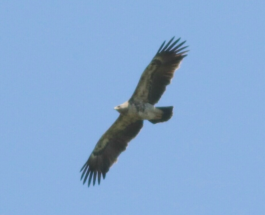 Eastern Imperial Eagle