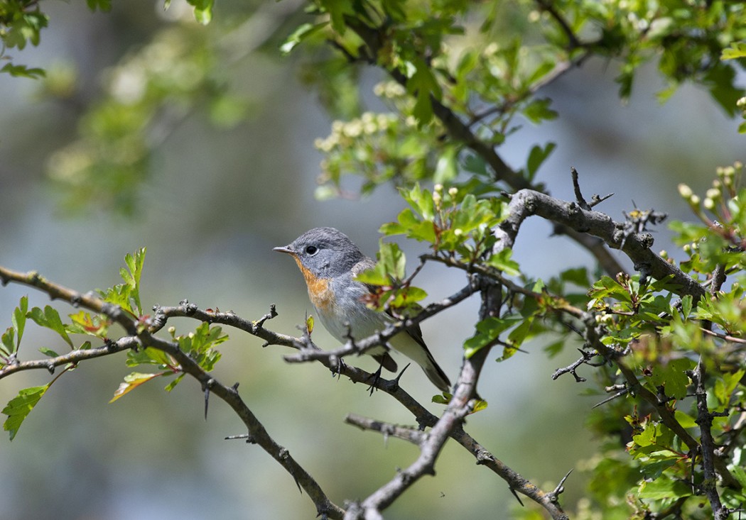 Red-breasted Flycatcher