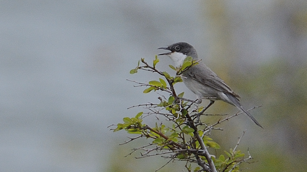 Eastern Orphean Warbler