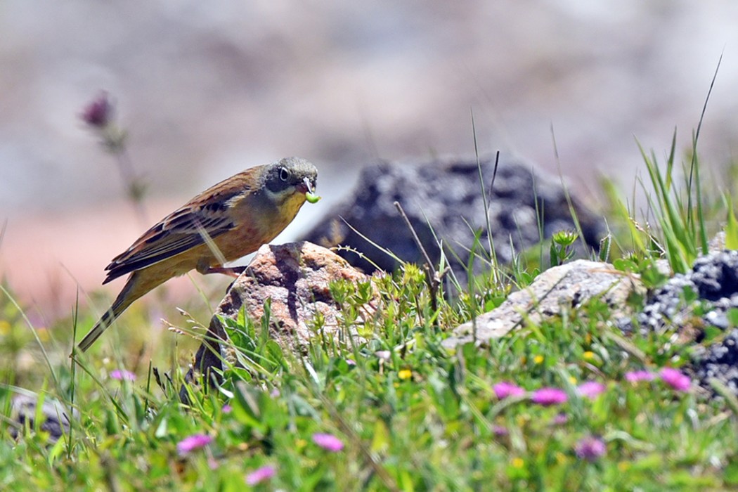 Ortolan Bunting