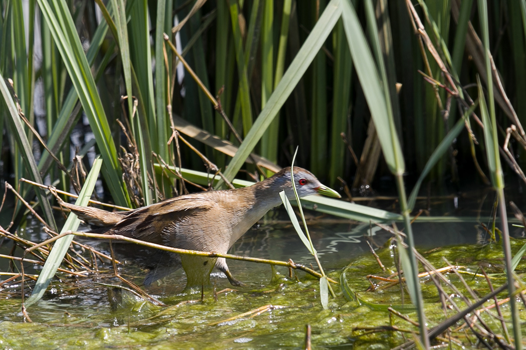 Little Crake