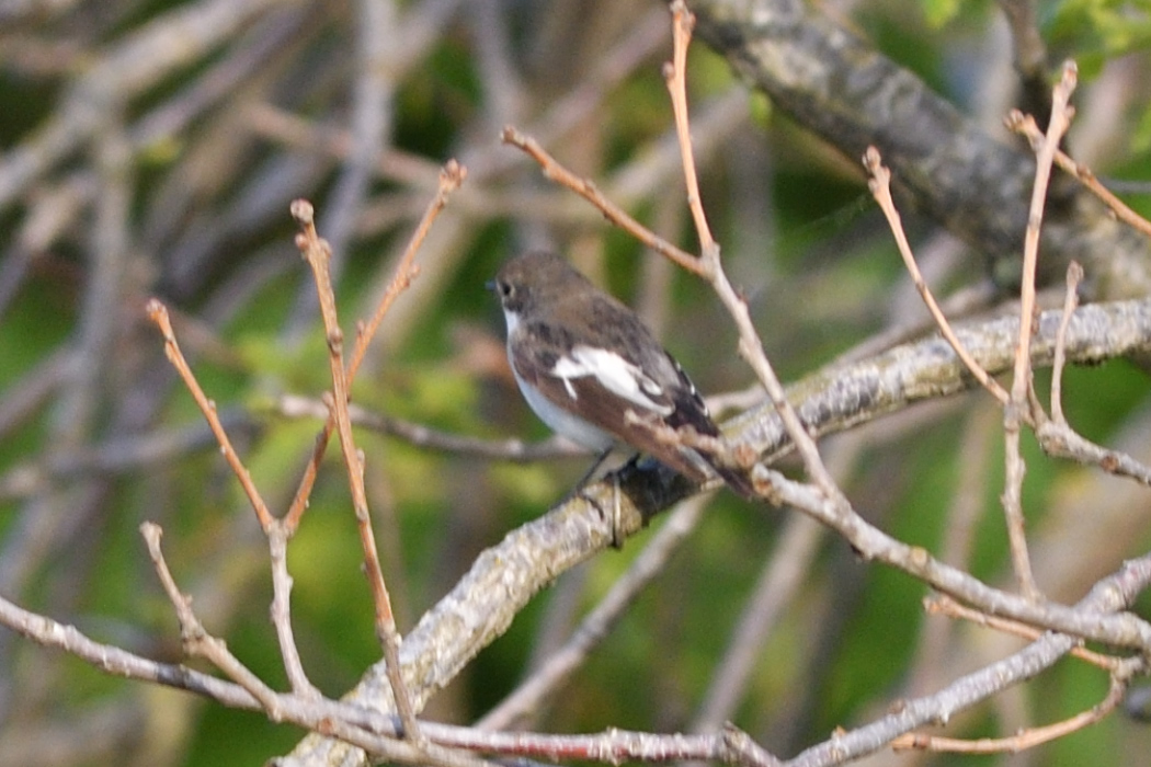 European Pied Flycatcher