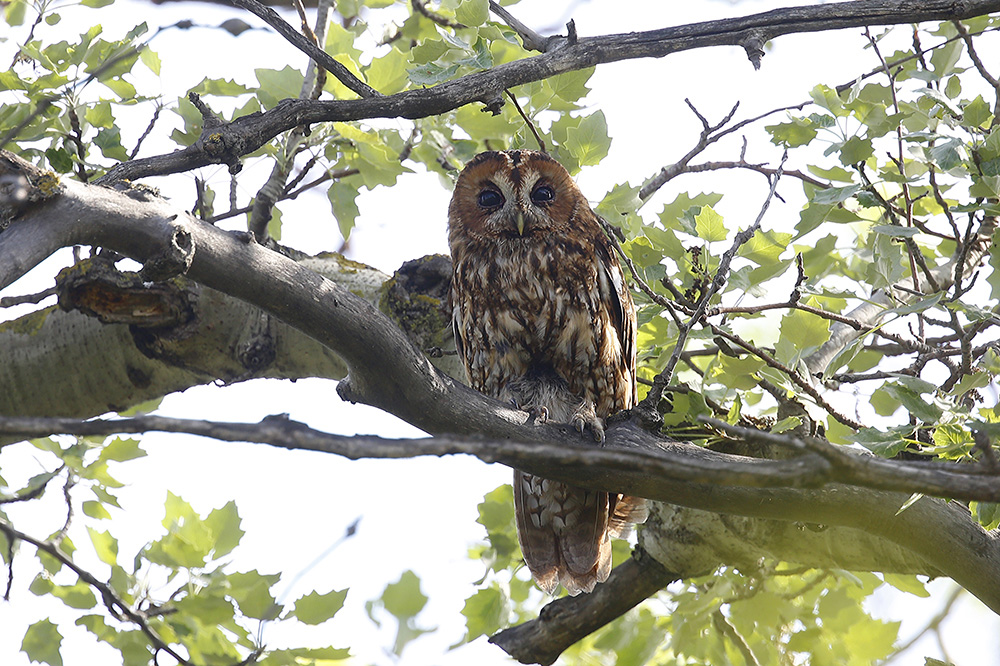 Tawny Owl