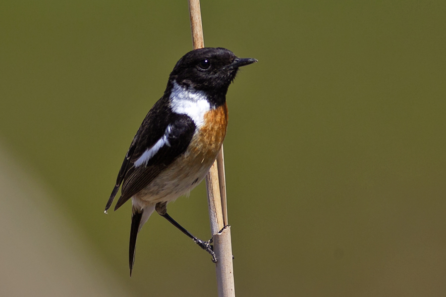 Siberian Stonechat
